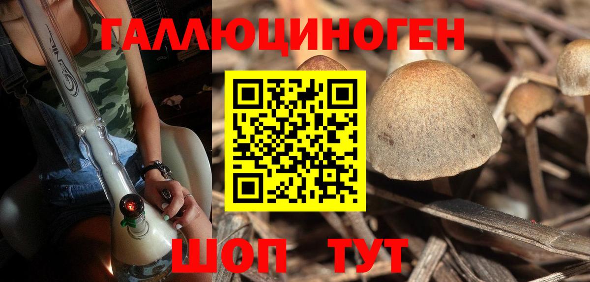 Псилоцибиновые грибы Psilocybe Сальск