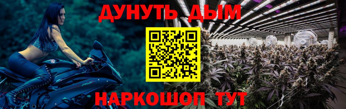 Канабис семена Сальск